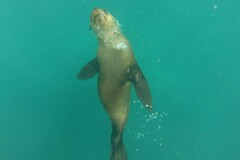 Arctocephalus pusillus pusillus