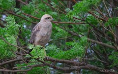 Buteogallus meridionalis