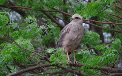 Buteogallus meridionalis