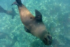 Arctocephalus pusillus pusillus