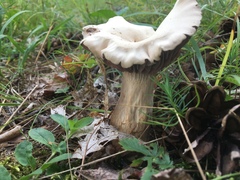 Laccaria ochropurpurea image