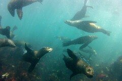 Arctocephalus pusillus pusillus