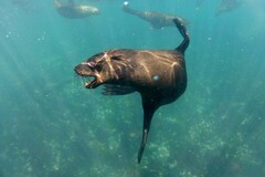 Arctocephalus pusillus pusillus