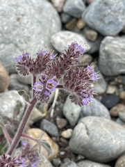 Phacelia secunda