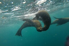 Arctocephalus pusillus pusillus