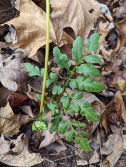 Sceptridium oneidense