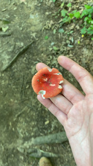 Russula