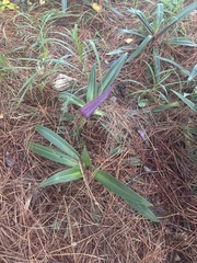 Tradescantia spathacea