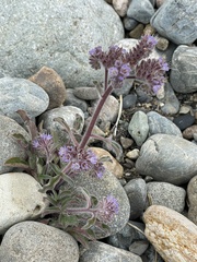 Phacelia secunda