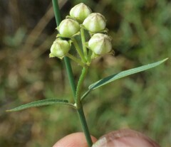 Metastelma arizonicum