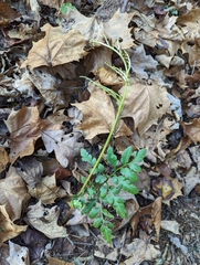 Sceptridium oneidense