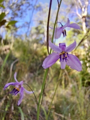 Arthropodium strictum
