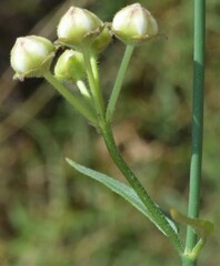 Metastelma arizonicum