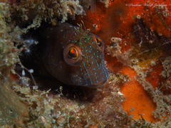 Parablennius marmoreus