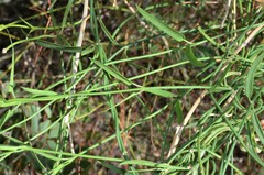 Metastelma arizonicum