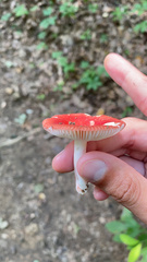 Russula