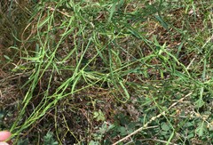 Metastelma arizonicum