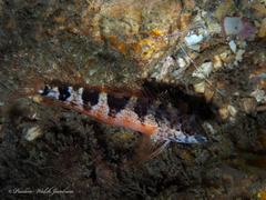 Malacoctenus triangulatus