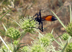 Sphecinae