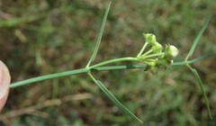 Metastelma arizonicum