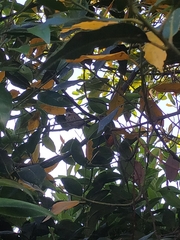 Zonotrichia capensis