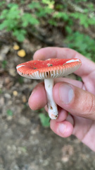 Russula