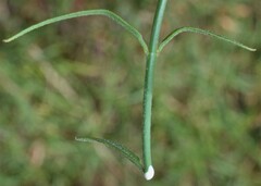 Metastelma arizonicum