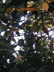 Zonotrichia capensis