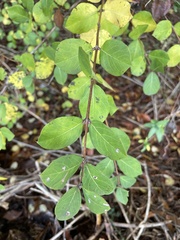 Lonicera fragrantissima