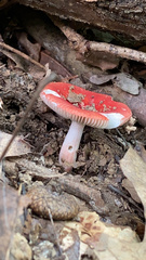 Russula