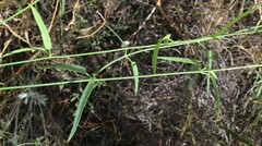 Metastelma arizonicum