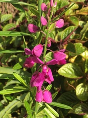Polygala