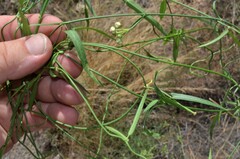 Metastelma arizonicum