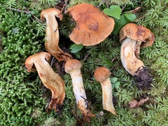 Aureonarius limonius