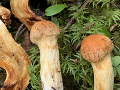 Aureonarius limonius