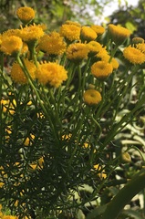 Chrysocoma coma-aurea