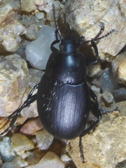 Eleodes fusiformis