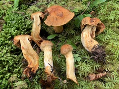 Aureonarius limonius