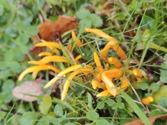 Clavulinopsis helvola