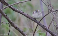 Ammodramus humeralis