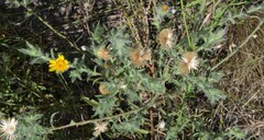 Heterotheca marginata