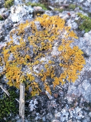 Xanthomendoza ulophyllodes