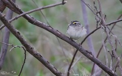 Ammodramus humeralis