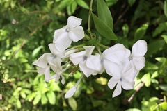 Plumbago zeylanica