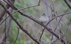 Ammodramus humeralis