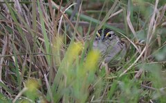 Ammodramus humeralis