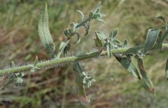 Heterotheca marginata