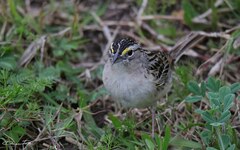 Ammodramus humeralis