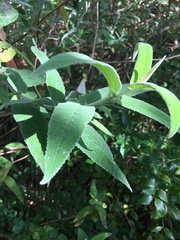 Buddleja salviifolia