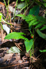 Peltandra sagittifolia